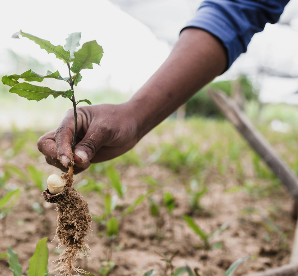 A young tree being planted as part of a reforestation project.